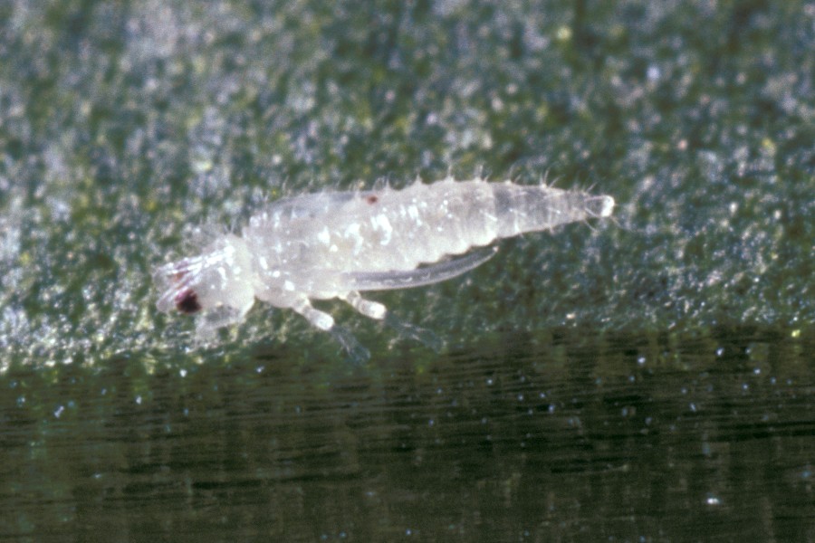 Echinothrips americanus pupa. Image © Fera Science Ltd